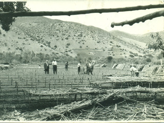 Construcción de almacigueras de tomates