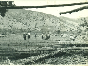 Construcción de almacigueras de tomates