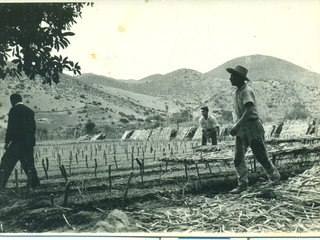 Almacigueras de tomates