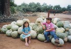 Cosecha de zapallo en La Cantera