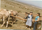 Pampilla en Guanaqueros