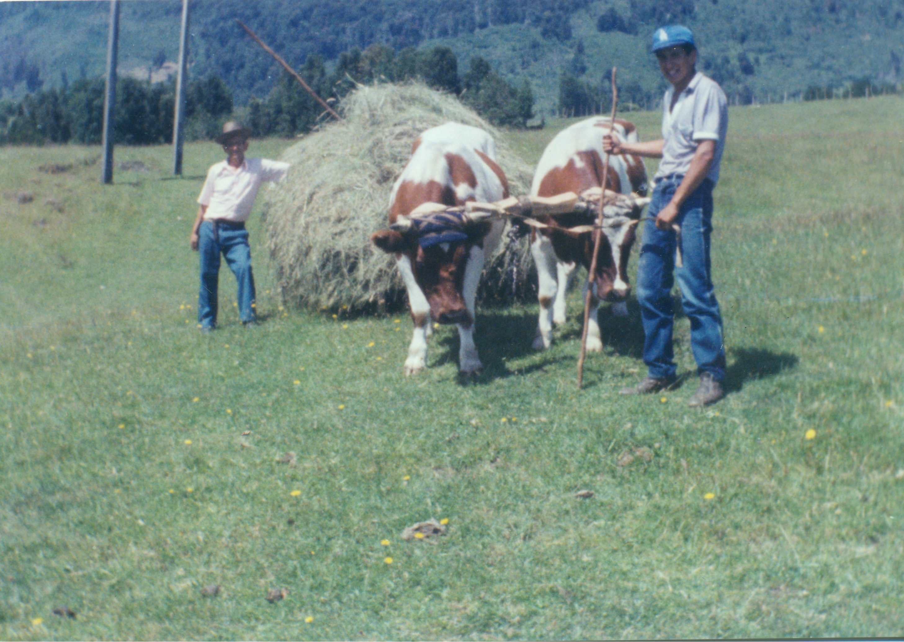 Acarreo de pasto Acarreo de pasto
