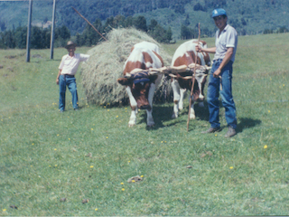 Acarreo de pasto