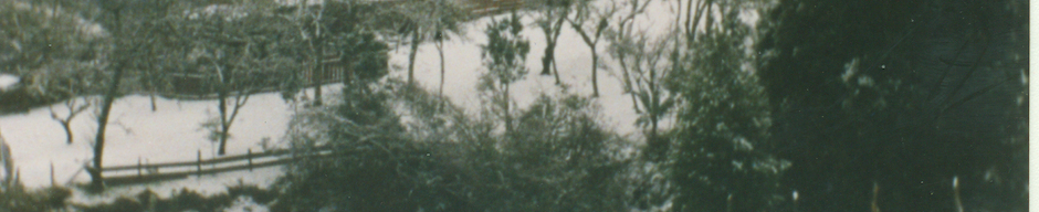 Nieve en El Bosque Nieve en El Bosque