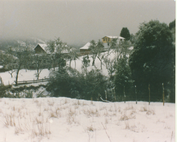 Nieve en El Bosque Nieve en El Bosque