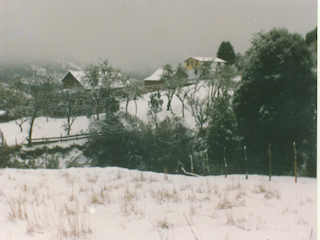 Nieve en El Bosque Nieve en El Bosque