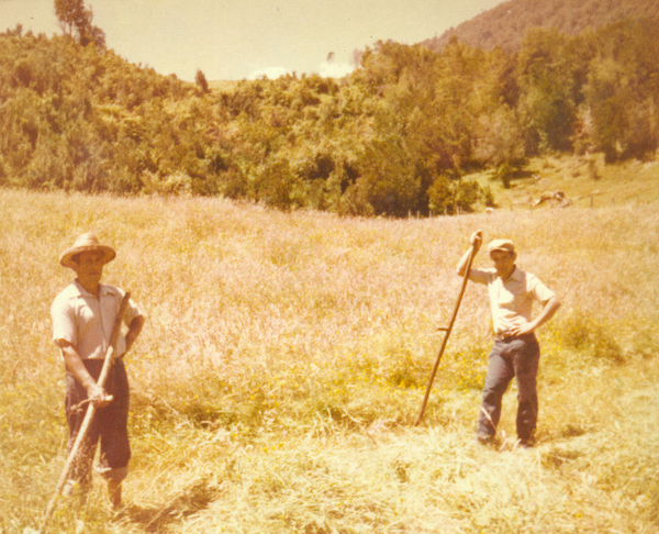 Corte de pasto en el campo