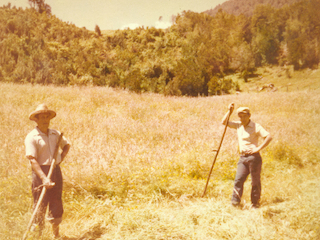 Corte de pasto en el campo