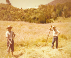 Corte de pasto en el campo