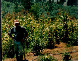 Plantación de choclos en el fundo Nolasco