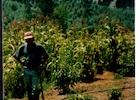Plantación de choclos en el fundo Nolasco