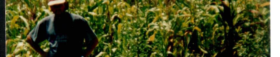 Plantación de choclos en el fundo Nolasco