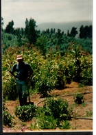 Plantación de choclos en el fundo Nolasco