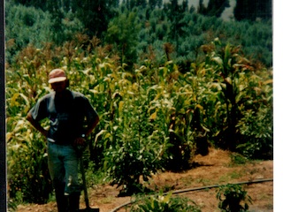 Plantación de choclos en el fundo Nolasco