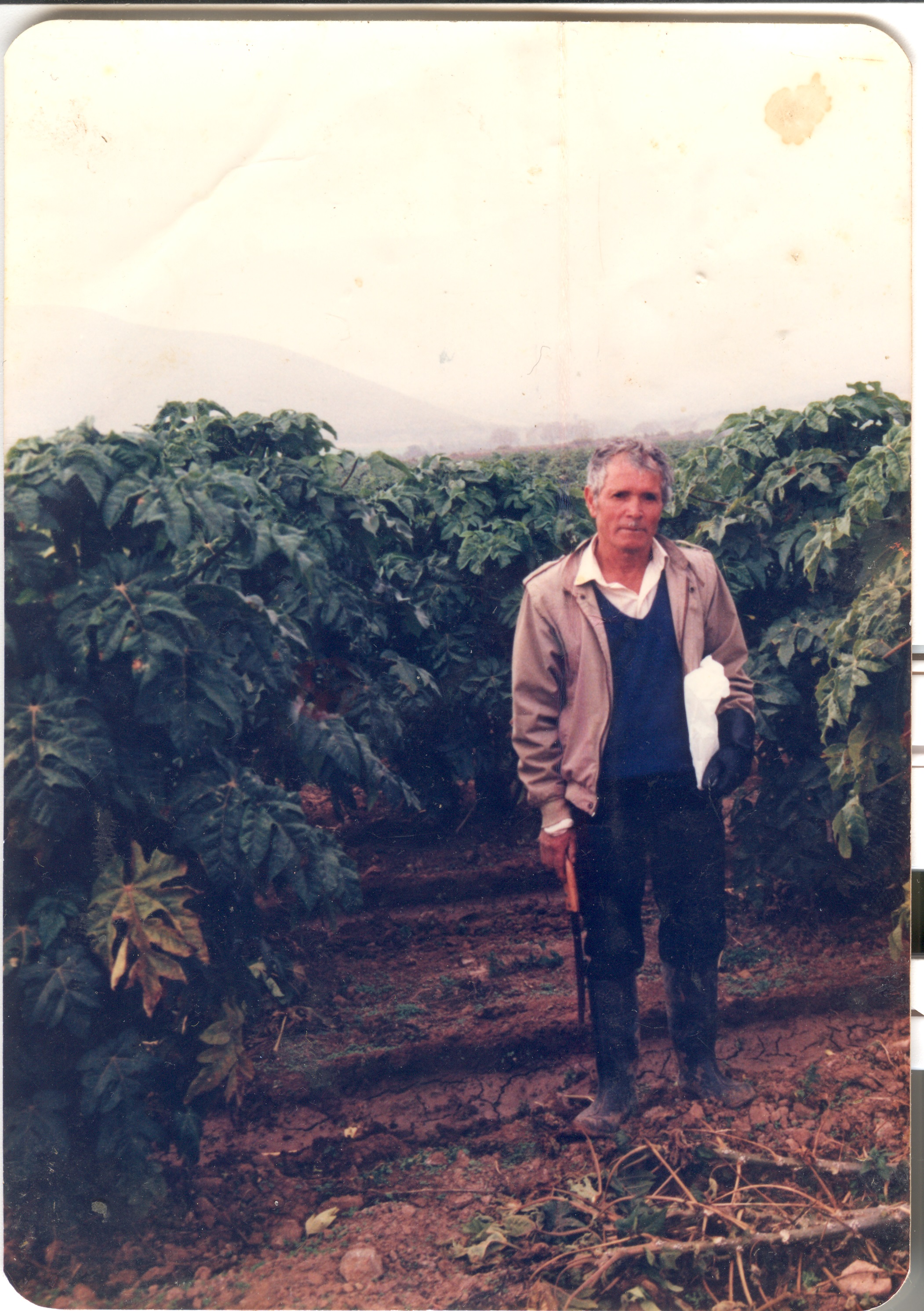 Plantación de papayos