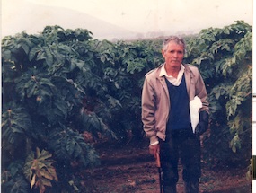 Plantación de papayos