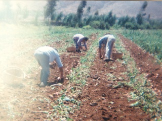 Cosechando papas