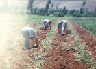 Cosechando papas Cosechando papas