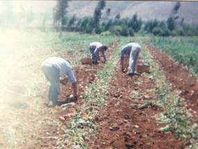 Cosechando de papas