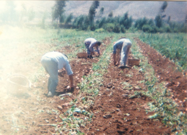 Cosechando de papas Cosechando de papas