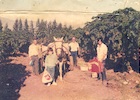 Cosecha de papayas en el fundo Nolasco Cosecha de papayas en el fundo Nolasco