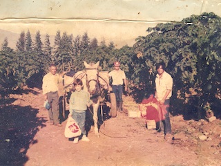 Cosecha de papayas en el fundo Nolasco