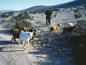 Pastoreo de cabras