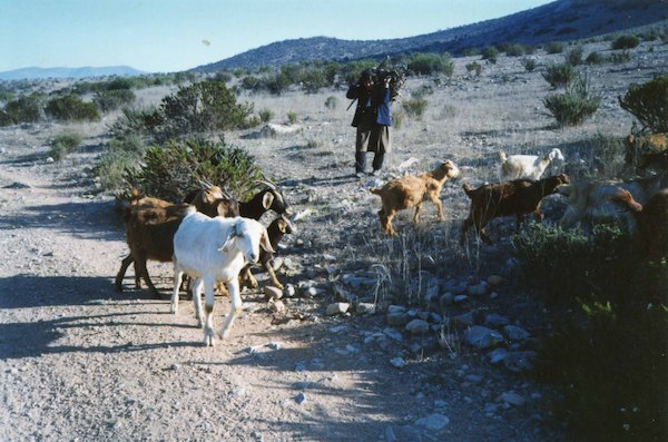Pastoreo de cabras