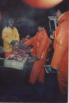 Extracción de centolla en Punta Arenas Extracción de centolla en Punta Arenas