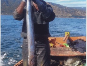 Pesca de sierra en Corral