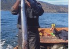 Pesca de sierra en Corral