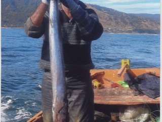 Pesca de sierra en Corral