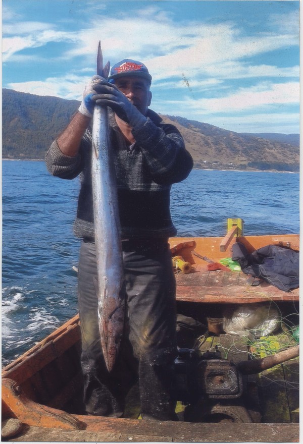 Pesca de sierra en Corral