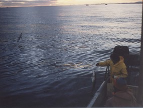 Pesca de róbalo