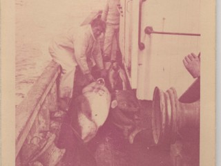 Captura de tonina