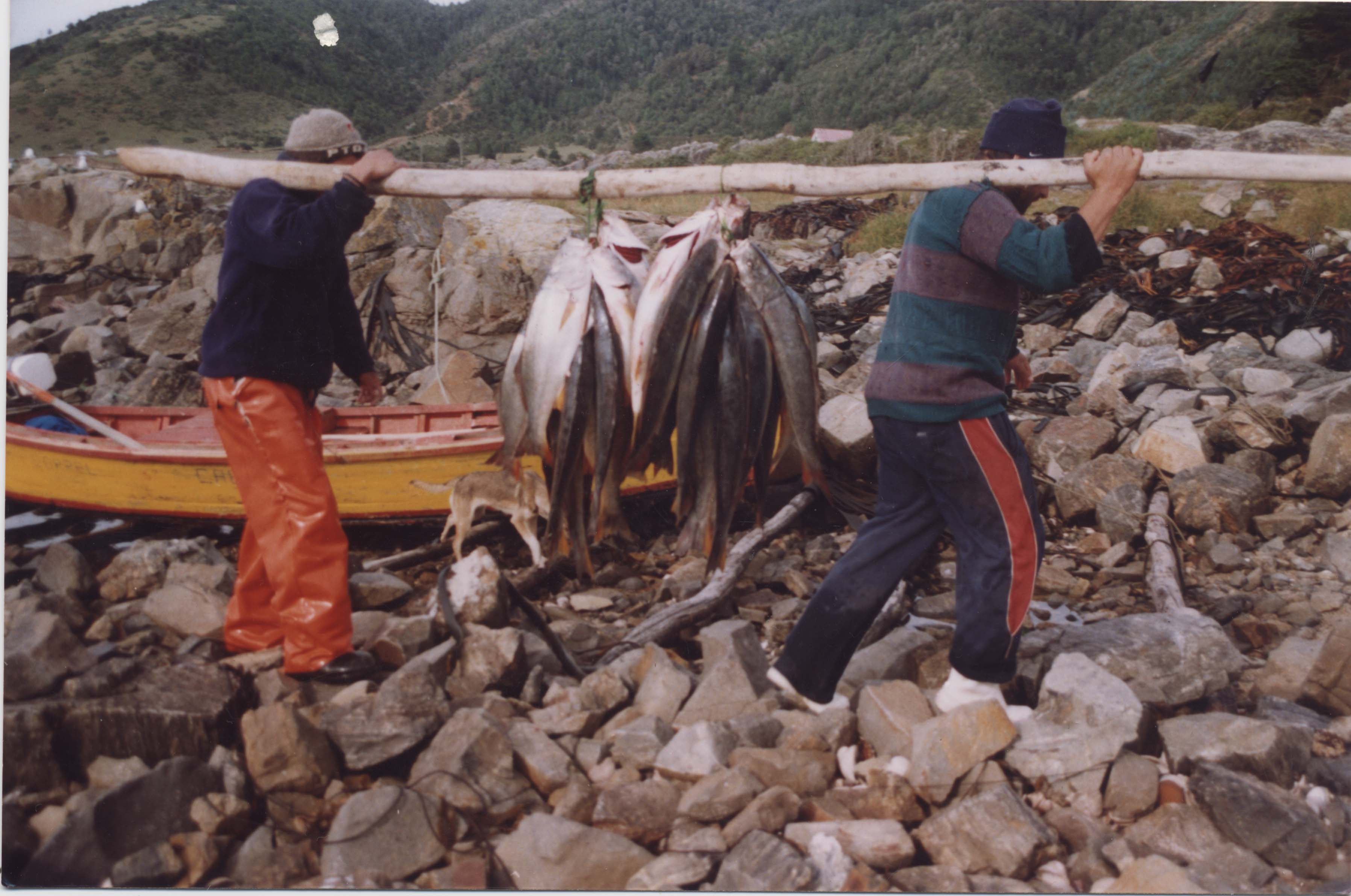 Transporte de pescados