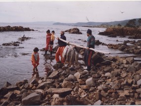 Pesca de corvina