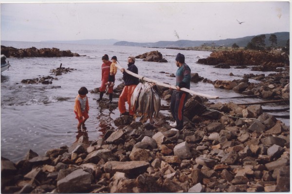 Pesca de corvina