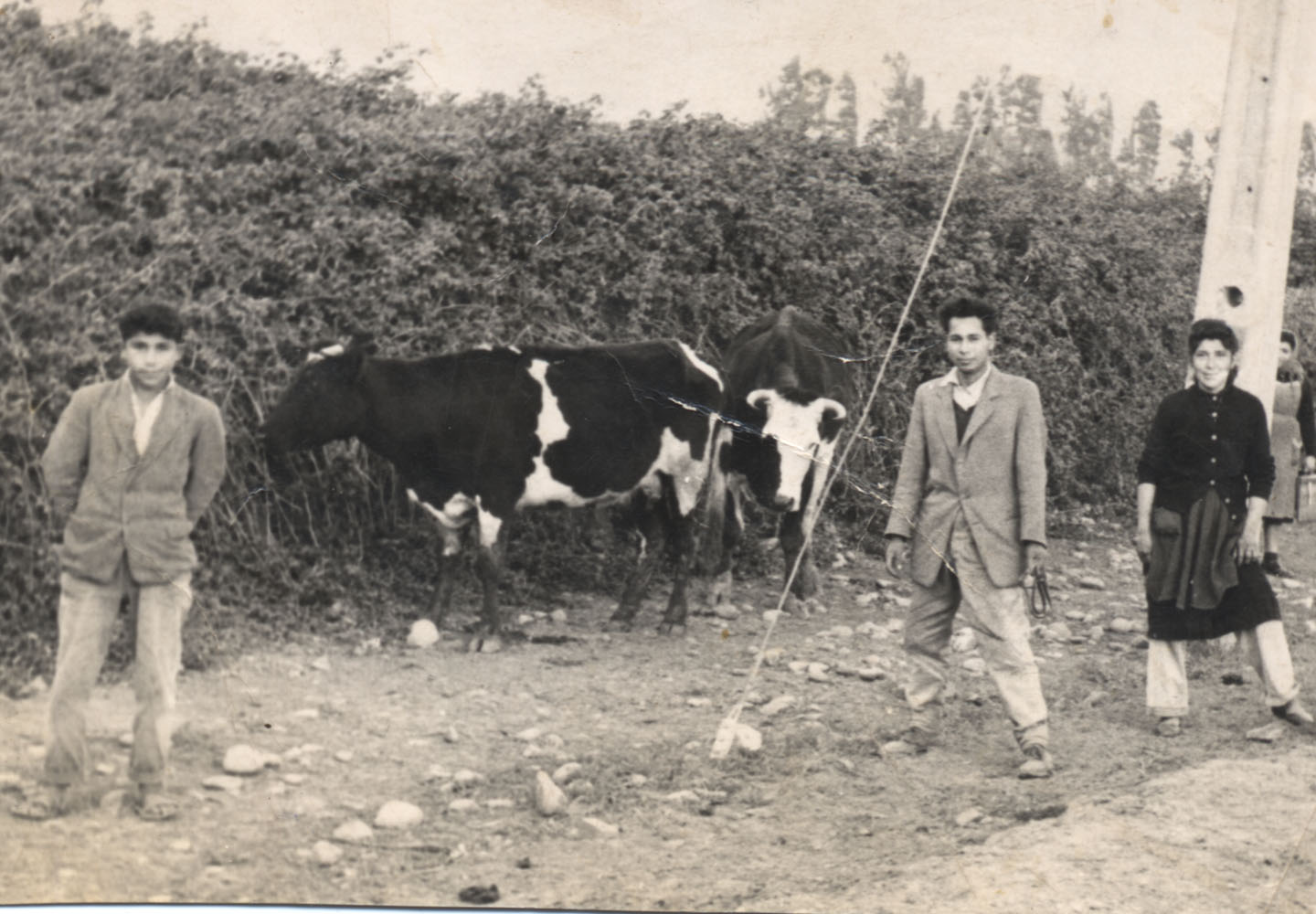 Arreando las vacas Arreando las vacas