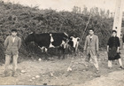 Arreando las vacas Arreando las vacas