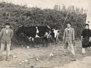 Arreando las vacas Arreando las vacas