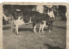 La vaca lechera La vaca lechera