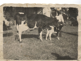 La vaca lechera La vaca lechera