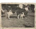 La vaca lechera La vaca lechera