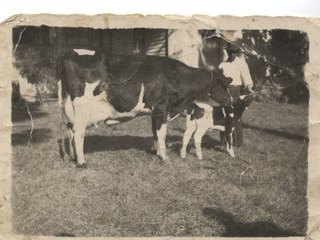 La vaca lechera La vaca lechera