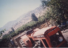 Cosecha de uva Cosecha de uva