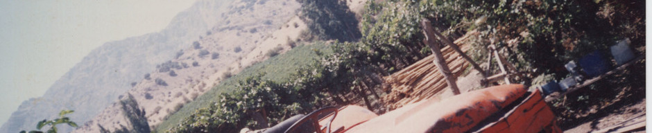 Cosecha de uva Cosecha de uva