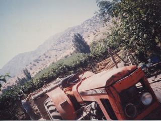 Cosecha de uva Cosecha de uva
