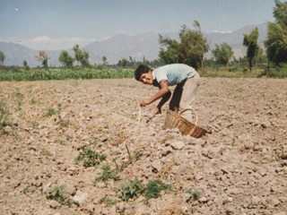 Cosechando espárragos Cosechando espárragos