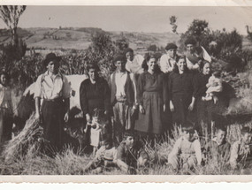 Familia chilota en cosecha de trigo